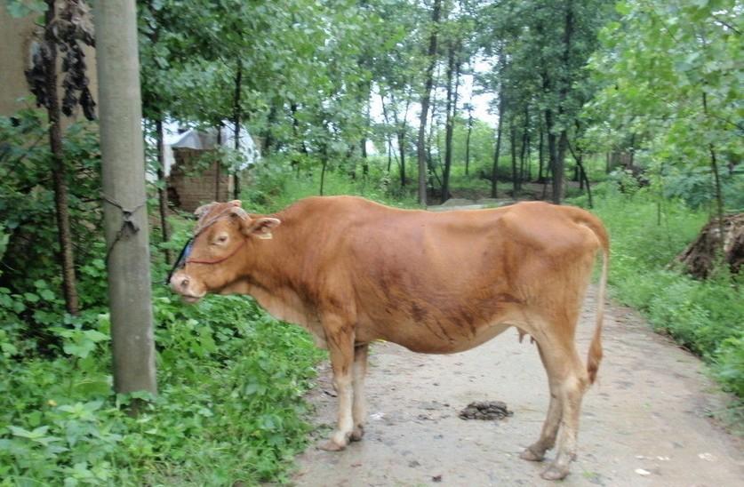 平湖最新求一个套医保卡的黄牛是真的吗方法分析(最方便真实的平湖求一个套医保卡的黄牛是真的吗还是假的方法)